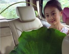 森碟捧荷叶变采莲姑娘 侧脸微笑清丽脱俗 森碟捧荷叶变采莲姑娘 侧脸微笑清丽脱俗